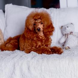 Dahlia - Poodle
