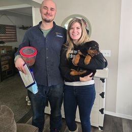 Brown boy - Black and mahogany male Rottweiler puppy in Lebanon, Oregon from SOUTH SANTIAM ROTTWEILERS