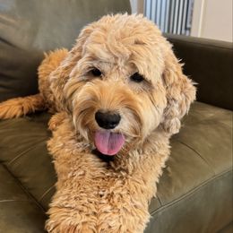 Rosie - Goldendoodle