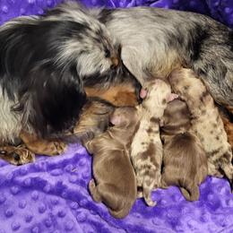 Chocolate dapple girl - Dapple female Dachshund puppy in Ashford, Alabama from Circle City Dachshunds