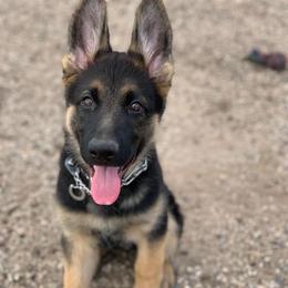 German Shepherds from Beacham Ranch