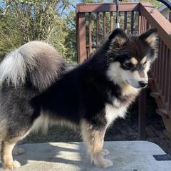 Basil - Finnish Lapphund