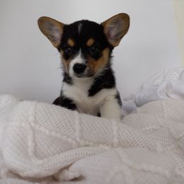 Pembroke Welsh Corgi Puppies from J Coss Corgis