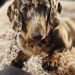 Dachshund puppies from Southbound Kennel