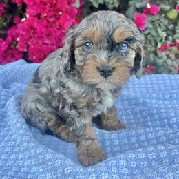 Coco - Merle male Cavapoo puppy in Gilbert, Arizona from Desert Willow Cavapoos