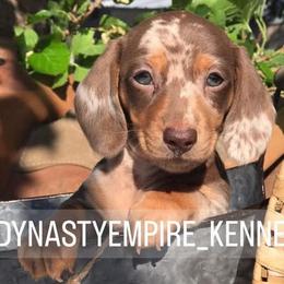 Dachshunds from Dynasty Empire Kennels