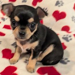 Laura - Black and tan female Chihuahua puppy in Topeka, Kansas from Barbie's Baby Chihuahuas