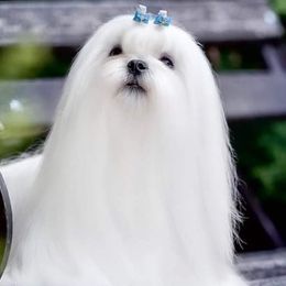 Bichon Frises, German Shepherds, and Maltese from Top Shepherd -Bichon Frisé-Maltise