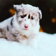 German Shepherd and Sporty Mix Puppies from Savage K9 Kennels