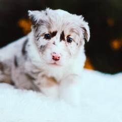 German Shepherd and Sporty Mix Puppies from Savage K9 Kennels