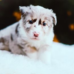 German Shepherd and Sporty Mix Puppies from Savage K9 Kennels