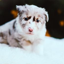 German Shepherd and Sporty Mix Puppies from Savage K9 Kennels