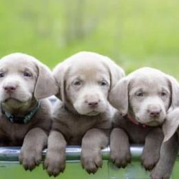 Dilute Retrievers and Labrador Retrievers from NorCal Silver & Coal Labradors