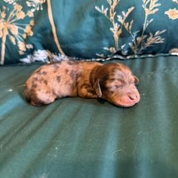 Finn - Dapple male Dachshund puppy in Nampa, Idaho from 208 Wiener Wiggle Butts LLC