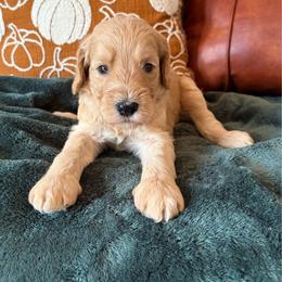 Jack - Red male Bernedoodle puppy in High Point, North Carolina from Kingsfield Doodles