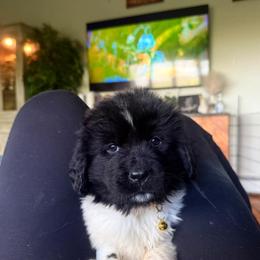 Newfoundland Puppies from Kinson Ridge Giants