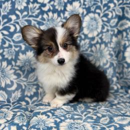 Chip - Black and tan female Pembroke Welsh Corgi puppy in Columbia, Tennessee from Wiggle B Ranch Corgis