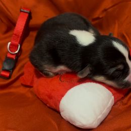 Pembroke Welsh Corgi Puppies from Promise Land Farm
