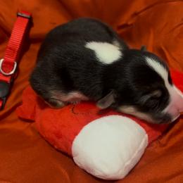 Pembroke Welsh Corgi Puppies from Promise Land Farm