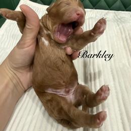 Barkley - Red male Cavapoo puppy in Central, Arizona from Desert Valley Doodles
