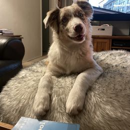 Australian Shepherd Puppies from Anderson Aussies