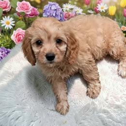 Pearl - Red female Cavapoo puppy in Salisbury, North Carolina from Carolina Canines