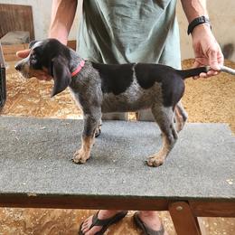 Pink Collar - Blue ticked and tan female Bluetick Coonhound puppy in Caneville, Kentucky from Bluegrass Blueticks (BGK)
