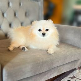 Bo - Pomeranian