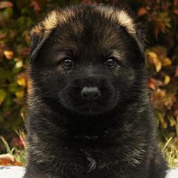 Boy - Sable male German Shepherd puppy in Mansfield, Texas from Vom Anfang German Shepherds