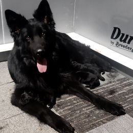 German Shepherd Puppies from Lux GSD