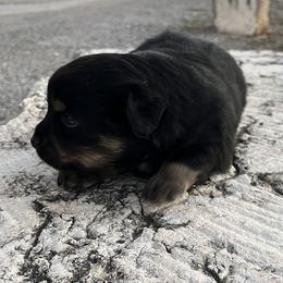 Uka - Black tri female Miniature Australian Shepherd puppy in Godley, Texas from Nana and Paws Aussies