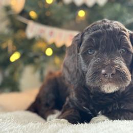 Green - Brown male Bernedoodle puppy in Hesperia, Michigan from Red Acres Poodles & Doodles