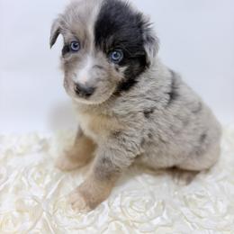 Yogi - Brown Collar - Blue merle male Australian Shepherd puppy in San Marcos, California from Faith Family Freedom Farm