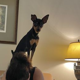 Miniature Pinscher All Grown Up from LA MINI PINS