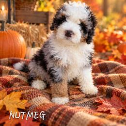 Nutmeg - Blue merle female Bernedoodle puppy in Lakeside, California from True Joy Bernedoodles and French bulldogs