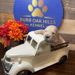 Floki - Golden male Golden Retriever puppy in Kimberly, Idaho from Burr Oak Hills Kennel