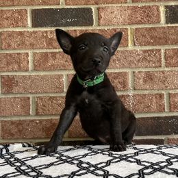 Lyre - Black brindle male Dutch Shepherd puppy in Fayetteville, North Carolina from Iron Sight K9s
