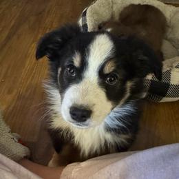 Vixen - Black tri female Miniature Australian Shepherd puppy in Corbin, Kentucky from Lightning K Kanine’s