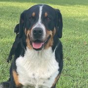 Greater Swiss Mountain Dogs from Trilogy