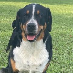 Greater Swiss Mountain Dogs from Trilogy