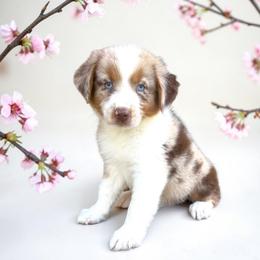 Winston Clontz - Red merle male Australian Shepherd puppy in Statesville, North Carolina from Charming Australian Shepherds