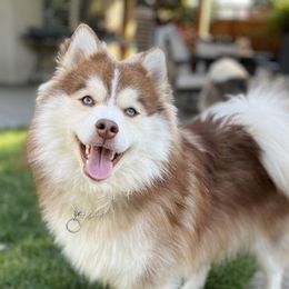 Whiskey - Pomsky