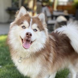 Whiskey - Pomsky