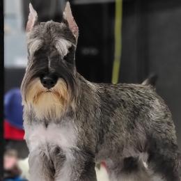 Mercedes - Miniature Schnauzer