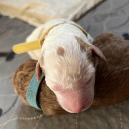 Yellow collar boy - Parti male Goldendoodle puppy in Fairfield, California from Twin Sisters Doodles