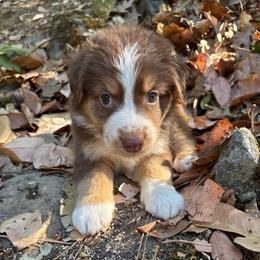 Maverick - Red tri-color male Australian Shepherd puppy in Grants Pass, Oregon from Carmel Mountain Aussies