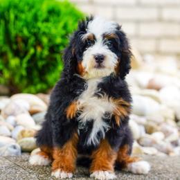 Speedy - Tri-color female Bernedoodle puppy in Dundee, Ohio from Down Home Doodle
