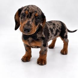Luna - Dapple female Dachshund puppy in Illinois from William Rotsaert