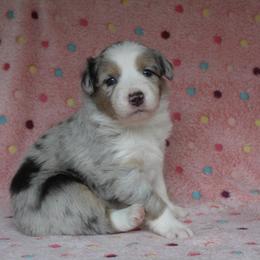 Australian Shepherd Puppies from Faith Valley Australian Shepherds