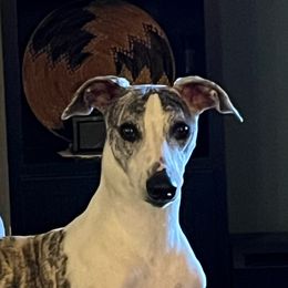 Anton - Whippet